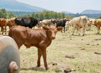 Michoacán destinará 47 mdp para combatir al gusano barrenador