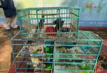 Recibe Zoológico de Morelia 83 aves aseguradas por Profepa