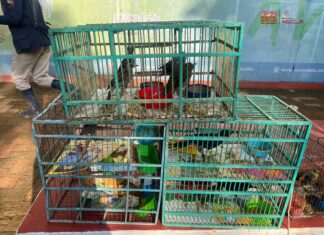 Recibe Zoológico de Morelia 83 aves aseguradas por Profepa