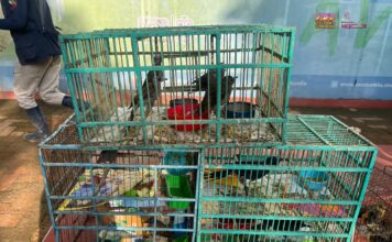 Recibe Zoológico de Morelia 83 aves aseguradas por Profepa