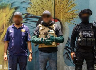 Con personal especializado, Zoológico de Morelia brinda atención a mono araña rescatado por Profepa