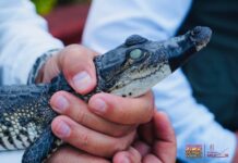 Recibe Zoológico de Morelia crías de cocodrilo de pantano y boa constrictora