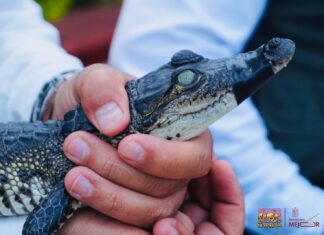 Recibe Zoológico de Morelia crías de cocodrilo de pantano y boa constrictora
