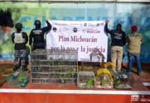 Zoológico de Morelia ha recibido más de 450 animales rescatados en la presente administración