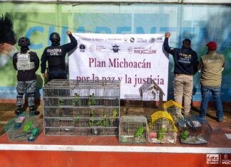Zoológico de Morelia ha recibido más de 450 animales rescatados en la presente administración