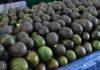 Michoacán cosechó un millón 460 mil toneladas de aguacate en la temporada 2025-2026