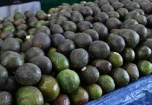 Michoacán cosechó un millón 460 mil toneladas de aguacate en la temporada 2025-2026