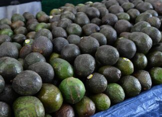 Michoacán cosechó un millón 460 mil toneladas de aguacate en la temporada 2025-2026