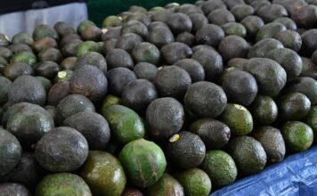 Michoacán cosechó un millón 460 mil toneladas de aguacate en la temporada 2025-2026