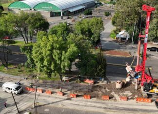 Más de 20 mil árboles transformarán Morelia junto con el Morebús: Sedum