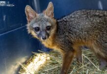 Zorro gris rescatado regresa a su hábitat tras ser rehabilitado por el Zoológico de Morelia