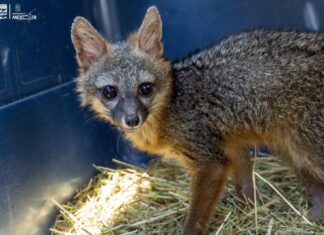 Zorro gris rescatado regresa a su hábitat tras ser rehabilitado por el Zoológico de Morelia