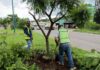 Morebús fortalece la compensación ambiental con la replantación de 50 árboles