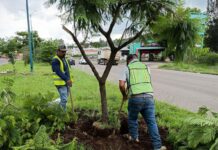 Morebús fortalece la compensación ambiental con la replantación de 50 árboles