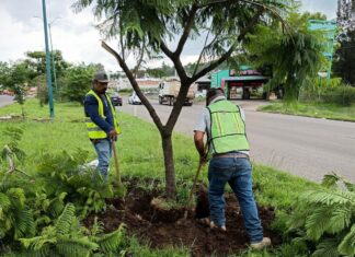 Morebús fortalece la compensación ambiental con la replantación de 50 árboles