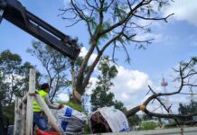 Cumple Gobierno del Estado con permisos ambientales del Morebús otorgados por el Ayuntamiento de Morelia
