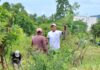 Pinos, fresnos y plantas para polinizadores serán los ejemplares que se reforestarán en Morelia