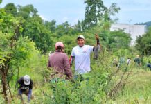 Pinos, fresnos y plantas para polinizadores serán los ejemplares que se reforestarán en Morelia
