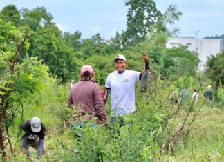 Pinos, fresnos y plantas para polinizadores serán los ejemplares que se reforestarán en Morelia