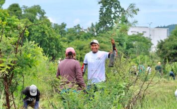 Pinos, fresnos y plantas para polinizadores serán los ejemplares que se reforestarán en Morelia