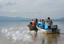 Compesca libera 80 mil nuevas crías de pez blanco en el lago de Pátzcuaro