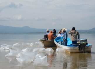 Compesca libera 80 mil nuevas crías de pez blanco en el lago de Pátzcuaro
