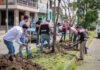 Con la replantación de 4 jacarandas, avanza plan ambiental del Morebús