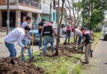 Con la replantación de 4 jacarandas, avanza plan ambiental del Morebús
