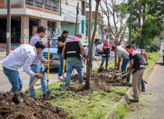 Con la replantación de 4 jacarandas, avanza plan ambiental del Morebús