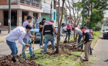 Con la replantación de 4 jacarandas, avanza plan ambiental del Morebús