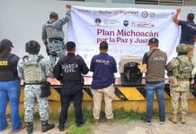 Rescatan ejemplar de mono araña en Apatzingán