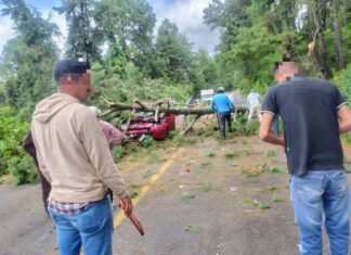 Árbol cae sobre automóvil en la carretera Uruapan-Pátzcuaro; conductor resulta lesionado