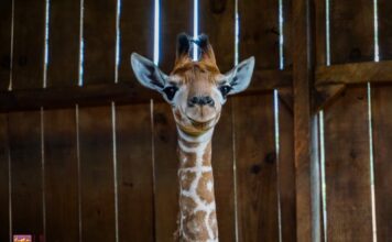 Nace una nueva jirafita en el Zoológico de Morelia