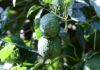 Certificado Laboral para la Agroexportación protege derechos de jornaleros del aguacate