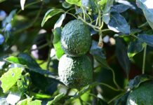 Certificado Laboral para la Agroexportación protege derechos de jornaleros del aguacate