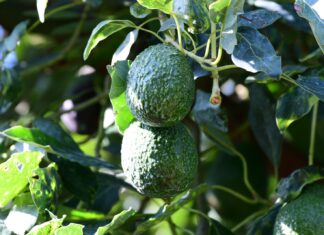 Certificado Laboral para la Agroexportación protege derechos de jornaleros del aguacate
