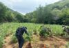 SSP y Defensa destruyen cerca de 96 mil plantas de mariguana en Huetamo