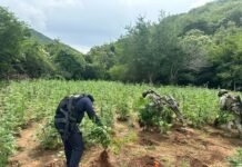 SSP y Defensa destruyen cerca de 96 mil plantas de mariguana en Huetamo