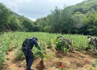 SSP y Defensa destruyen cerca de 96 mil plantas de mariguana en Huetamo