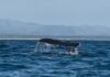 Michoacán se incorpora a los destinos autorizados para el avistamiento de ballenas