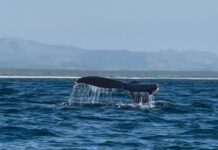 Michoacán se incorpora a los destinos autorizados para el avistamiento de ballenas